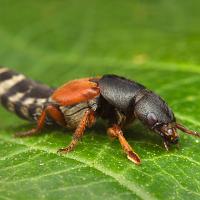 Rove Beetle - Platydracus stercorarius 2 